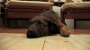 Emil (Surůvkas dog) | Exhibition opening | November 2010